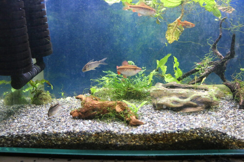 コリドラスと大磯砂の相性