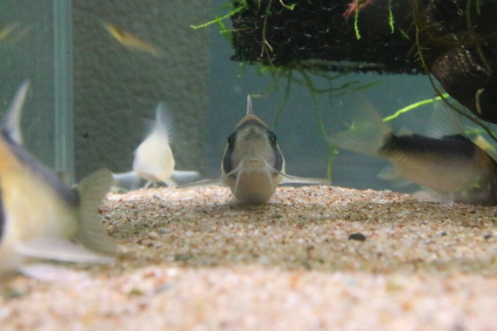 正面から見た卵の入ったお腹