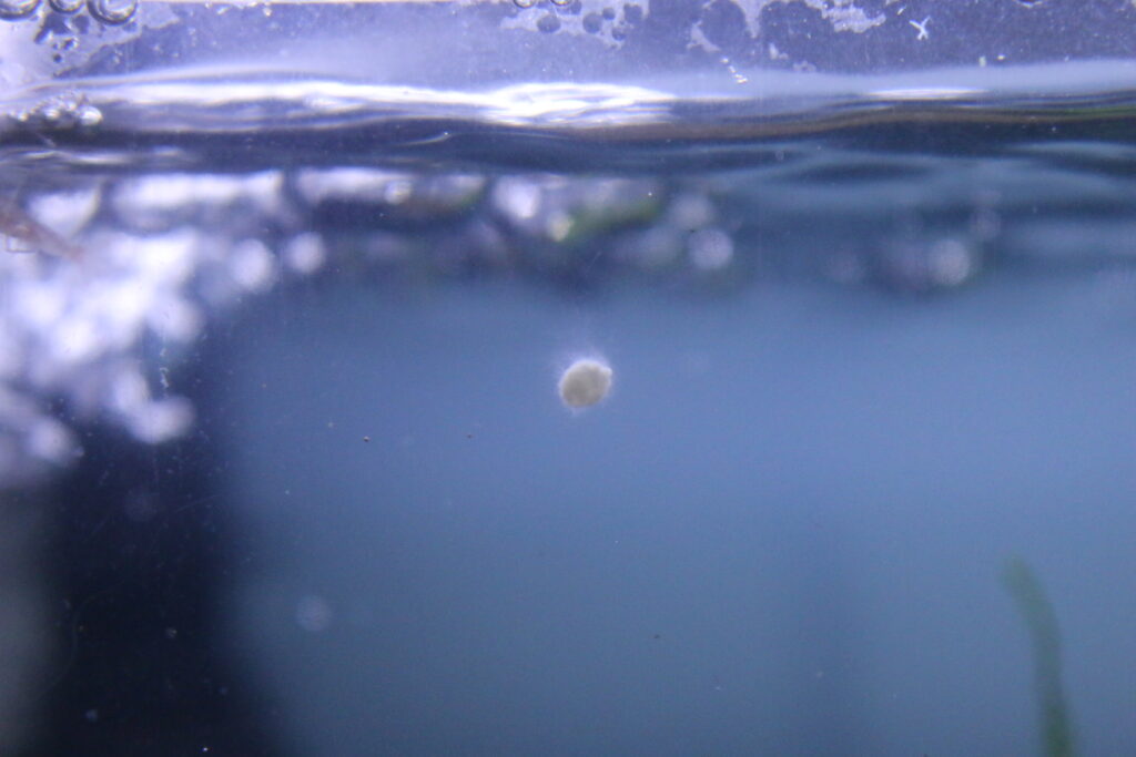 カビの生えた無精卵
