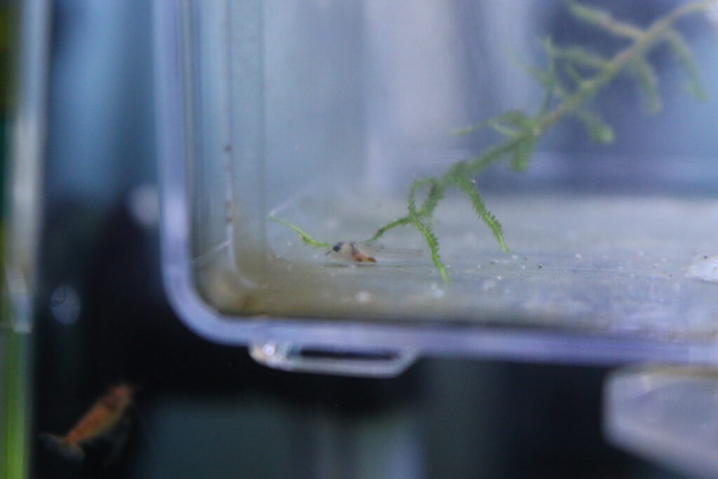 ブラインシュリンプを食べた後の稚魚