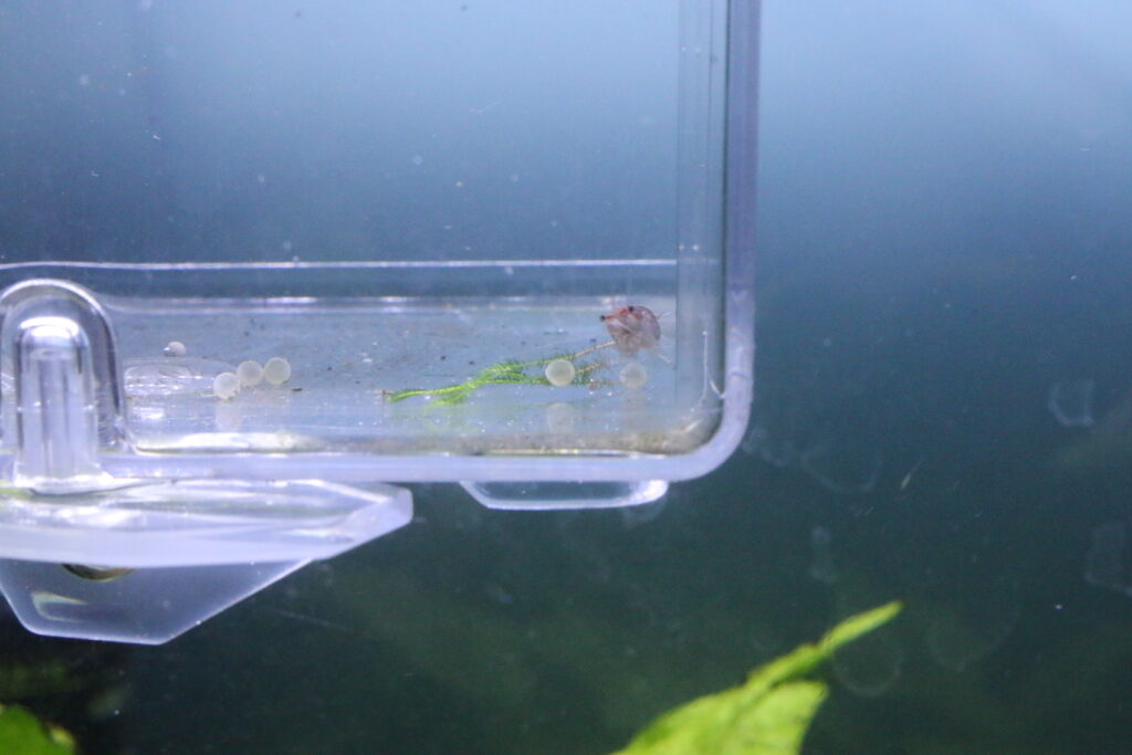 ちょっと卵をツマツマするレッドチェリーシュリンプ