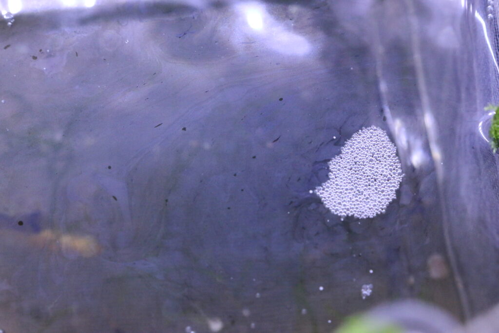 水面の油膜