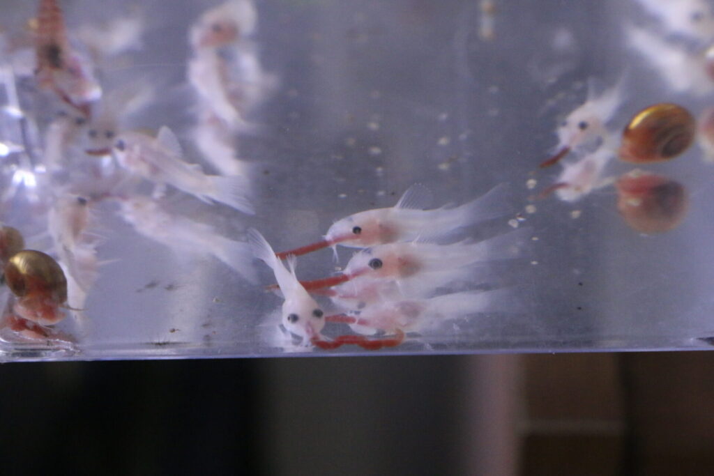 アカムシを食べるデュプリカレウスの幼魚