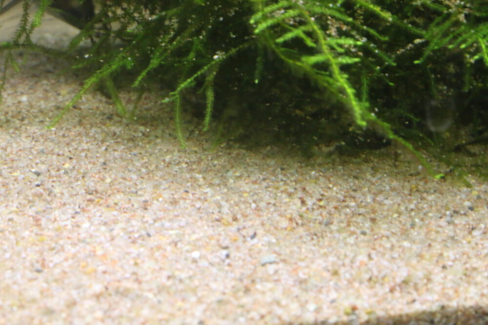 底砂と水草