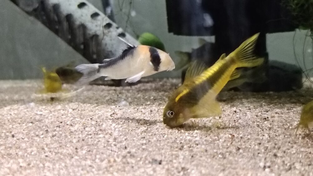 ホバリングするコリドラス