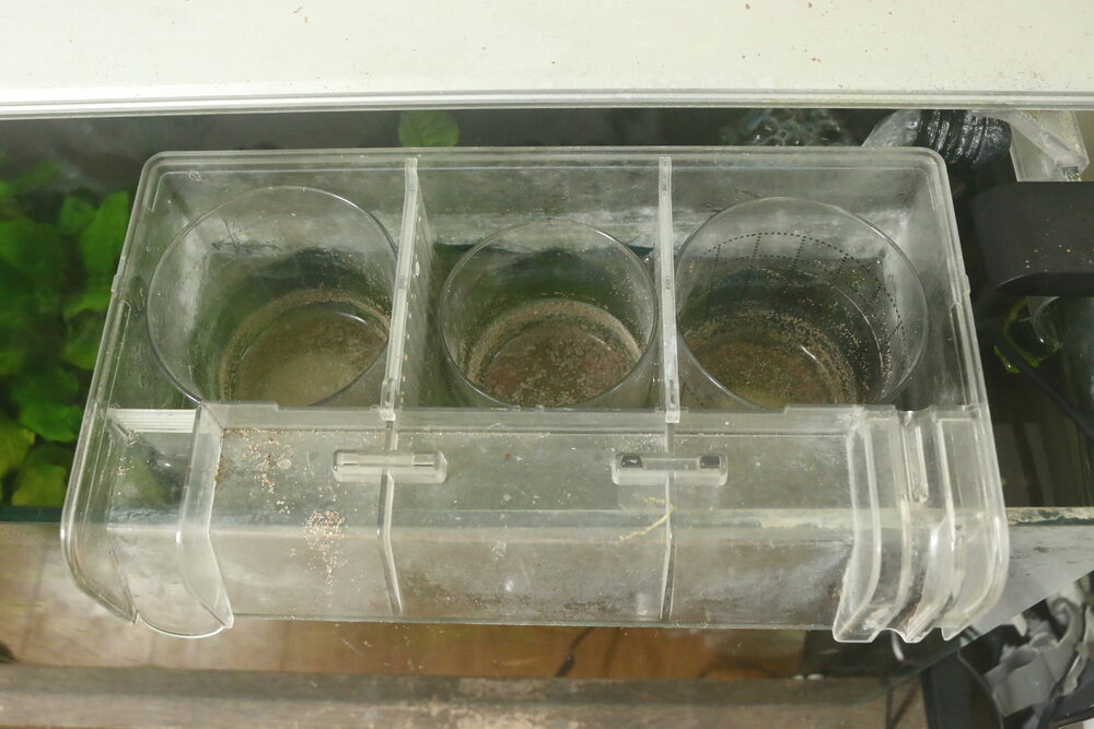 冬のブラインシュリンプ孵化方法